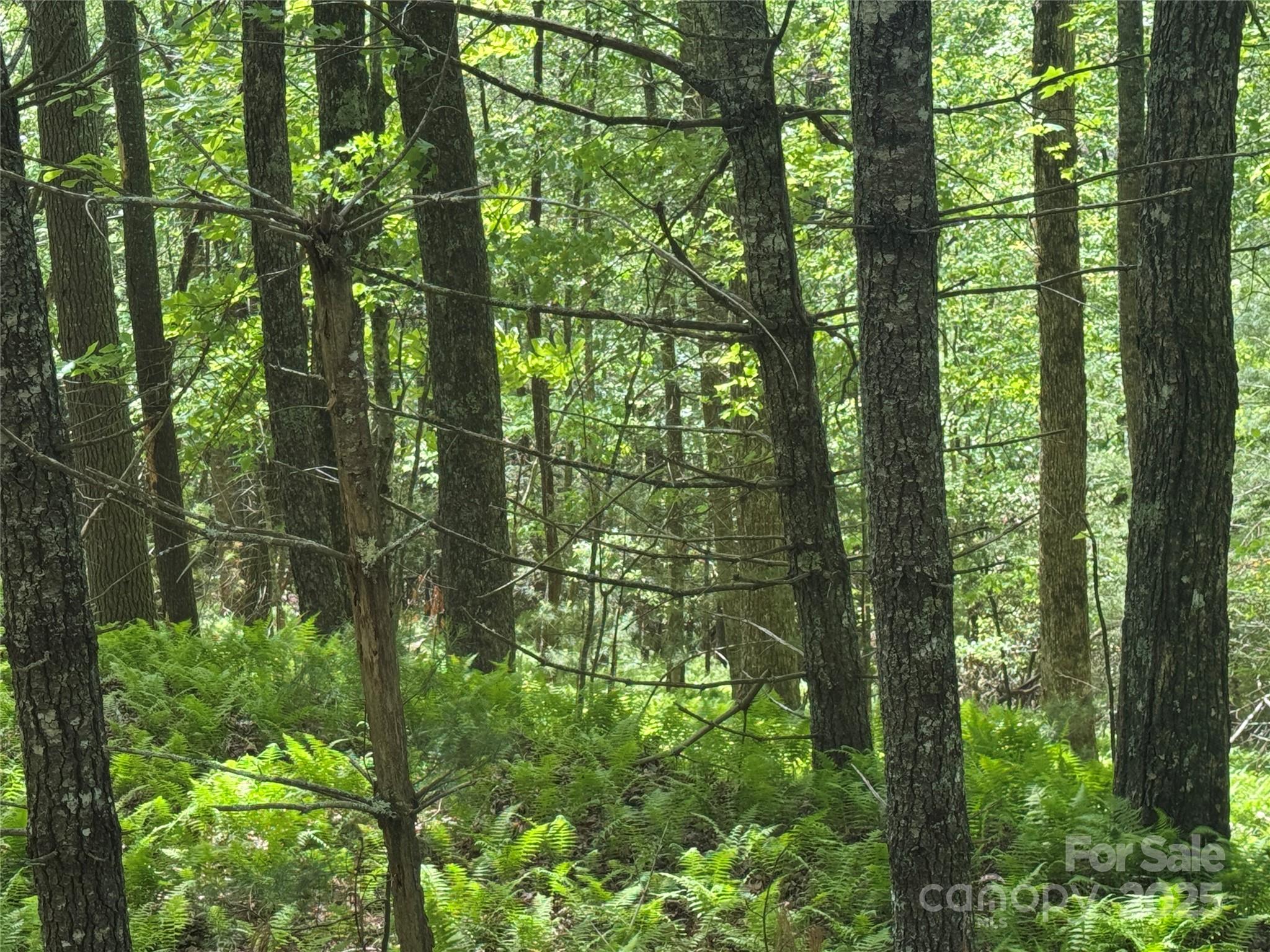 9999 Sassafras Road Cedar Mountain NC 28718