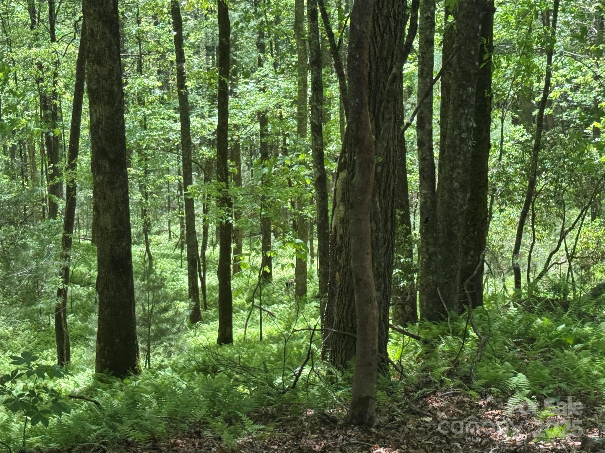 9999 Sassafras Road Cedar Mountain NC 28718