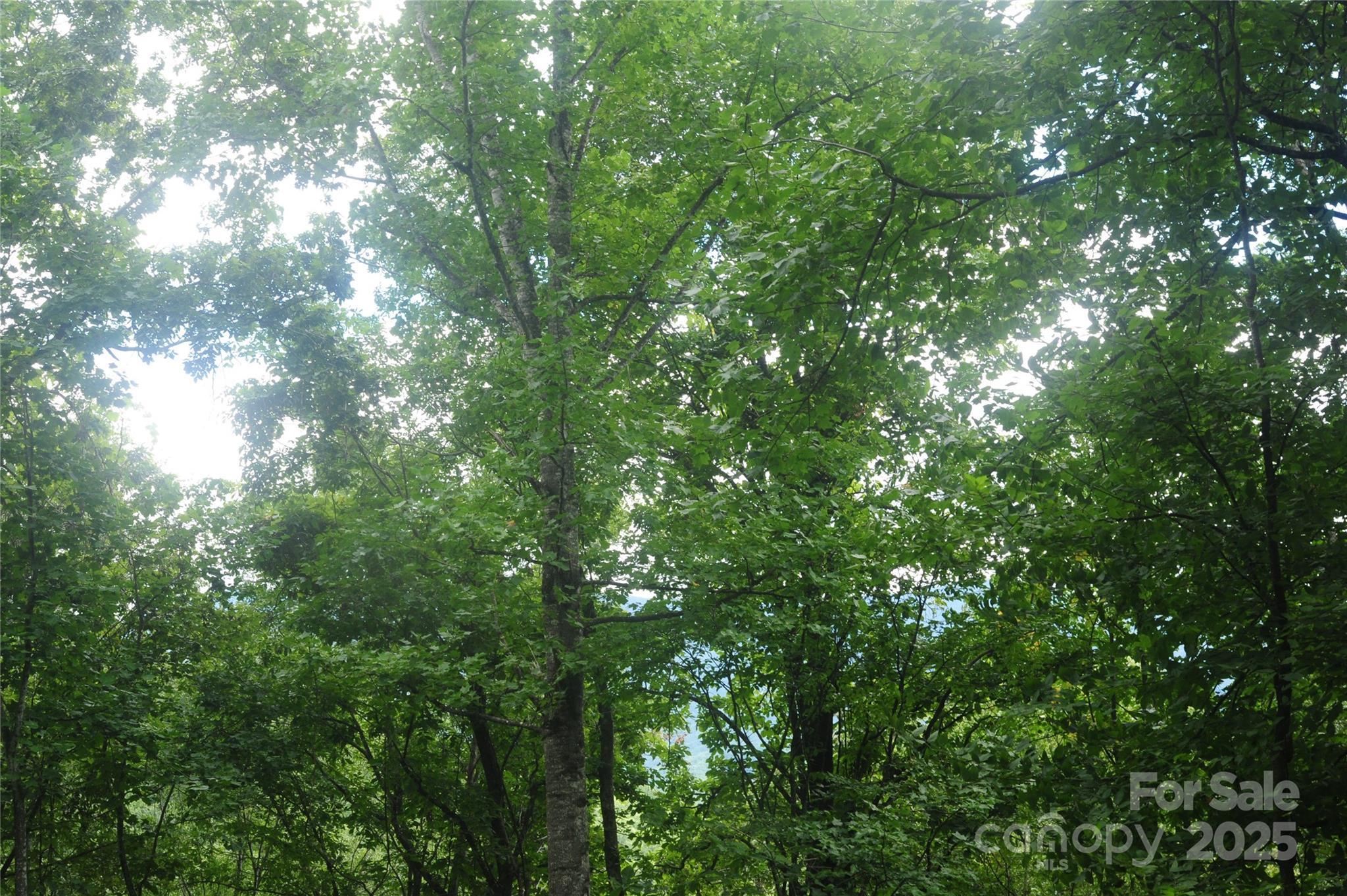 9 Wood Haven Lane Black Mountain NC 28711