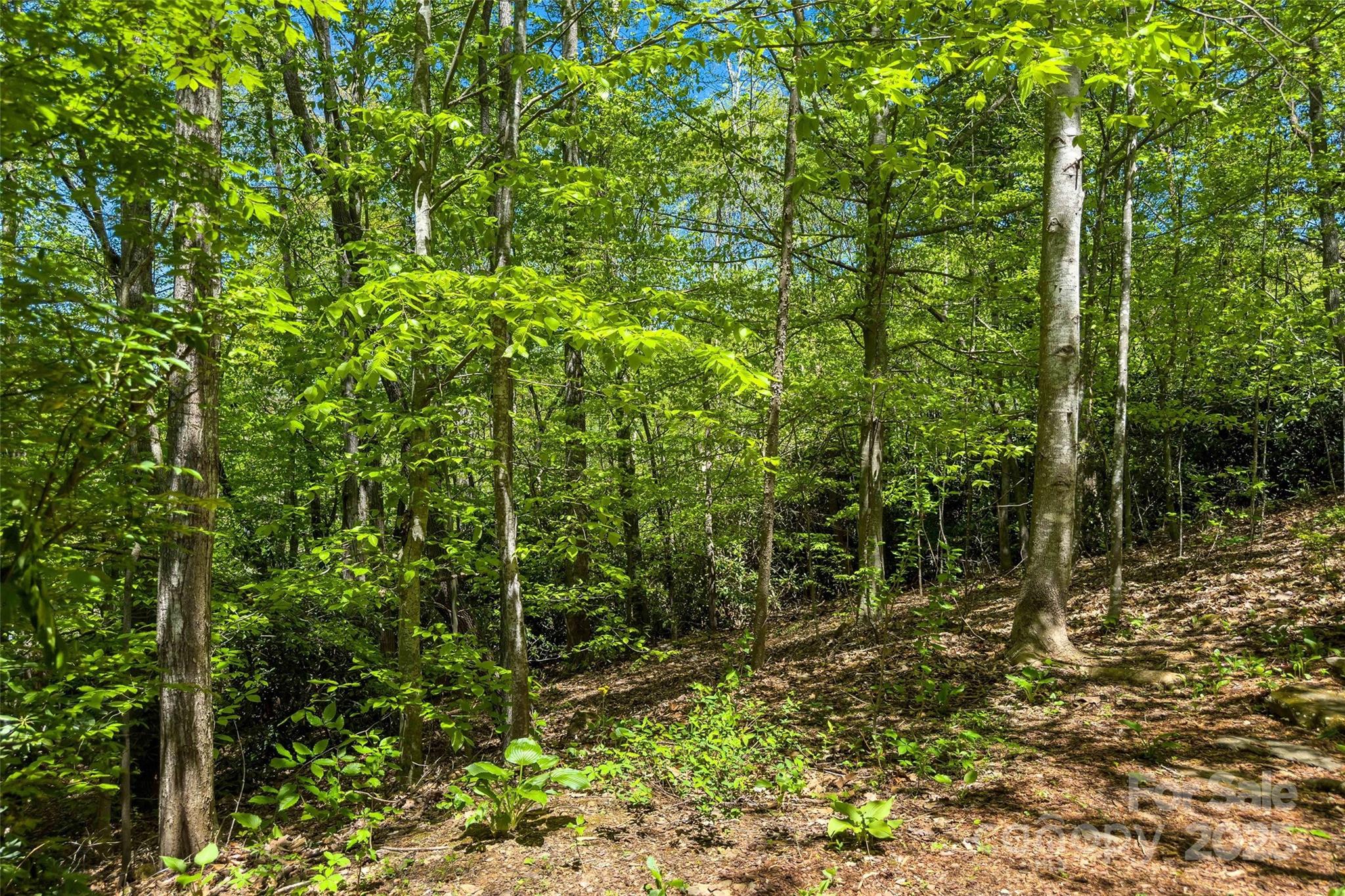Tbd Hunting Lodge Drive Black Mountain NC 28711