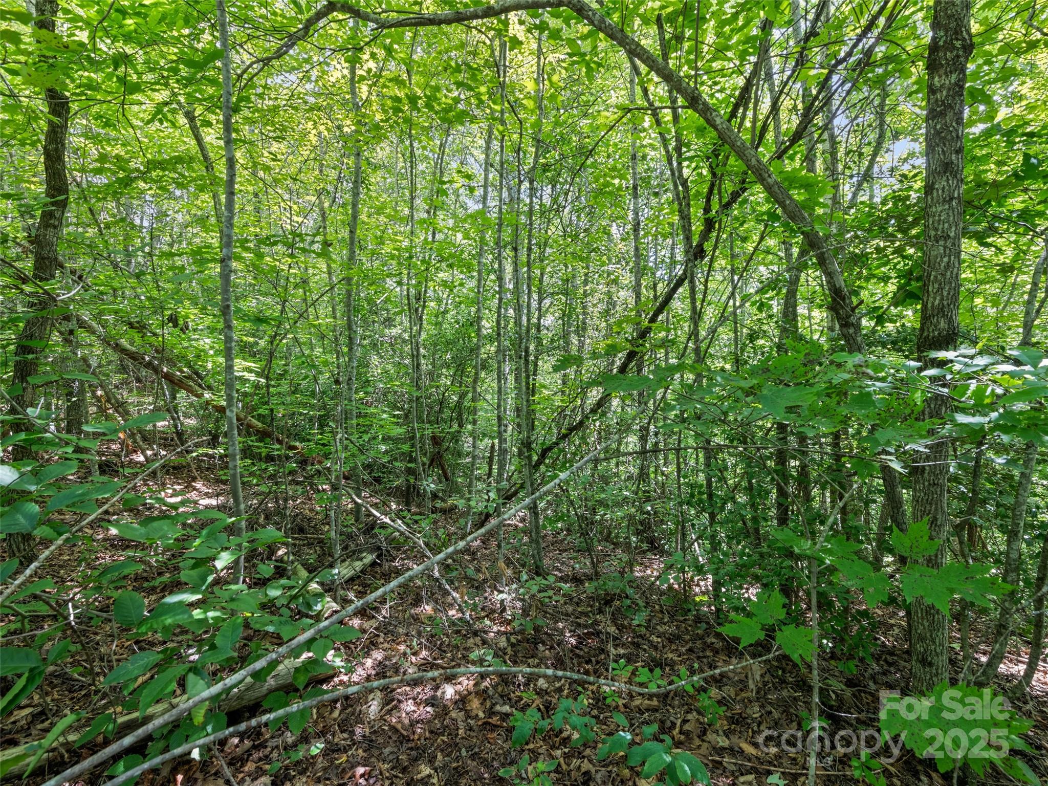 Lot #46 Hazel Hollow Drive Sylva NC 28779