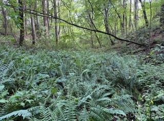 00000 Worley Cove Road Canton NC 28716