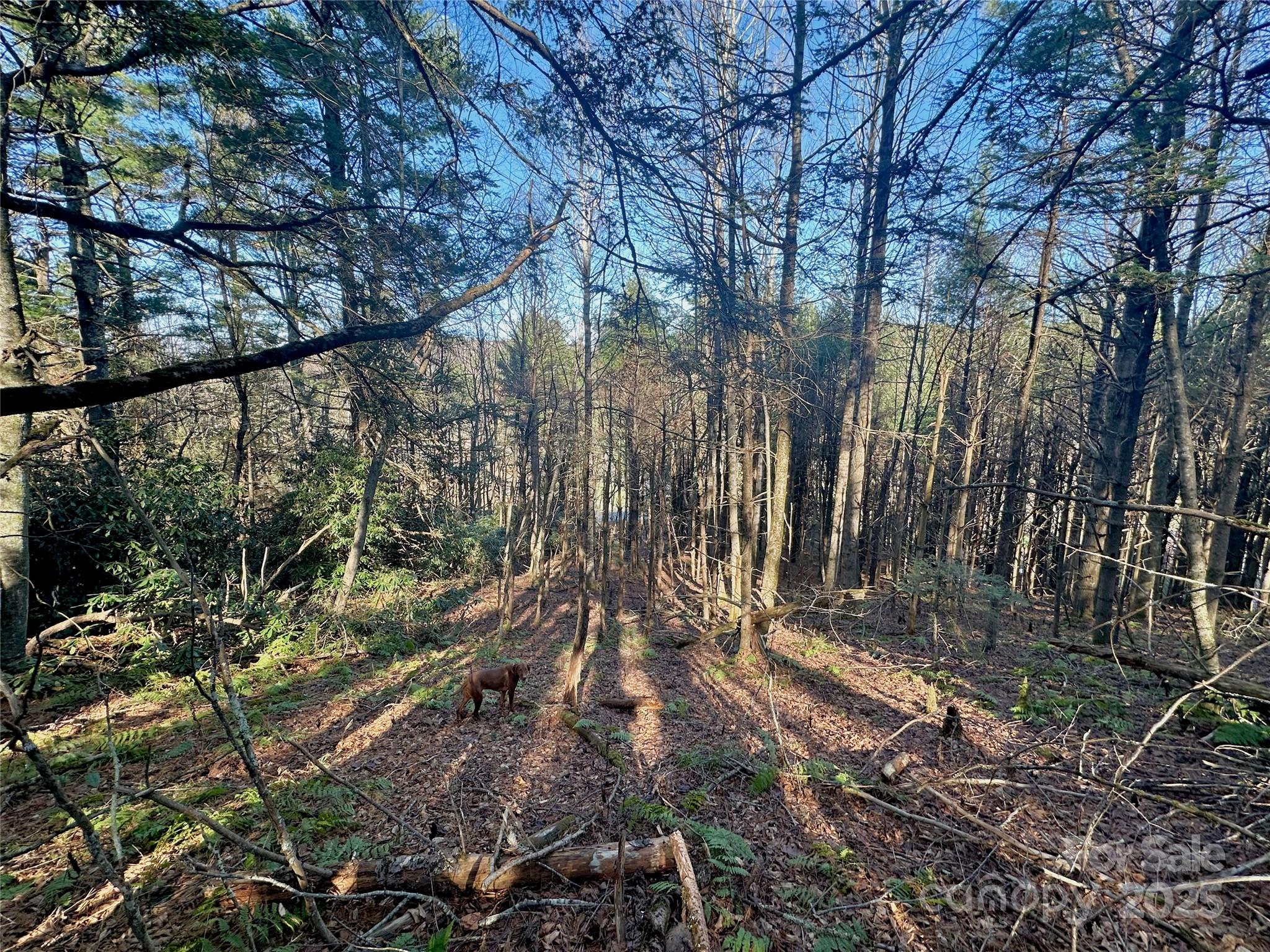 Tbd George Hayes Road Boone NC 28607