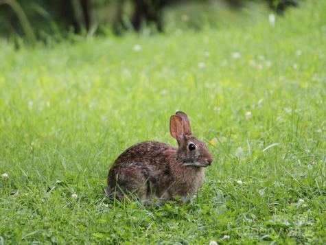00 Dobbin Road Banner Elk NC 28604