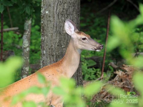 00 Dobbin Road Banner Elk NC 28604