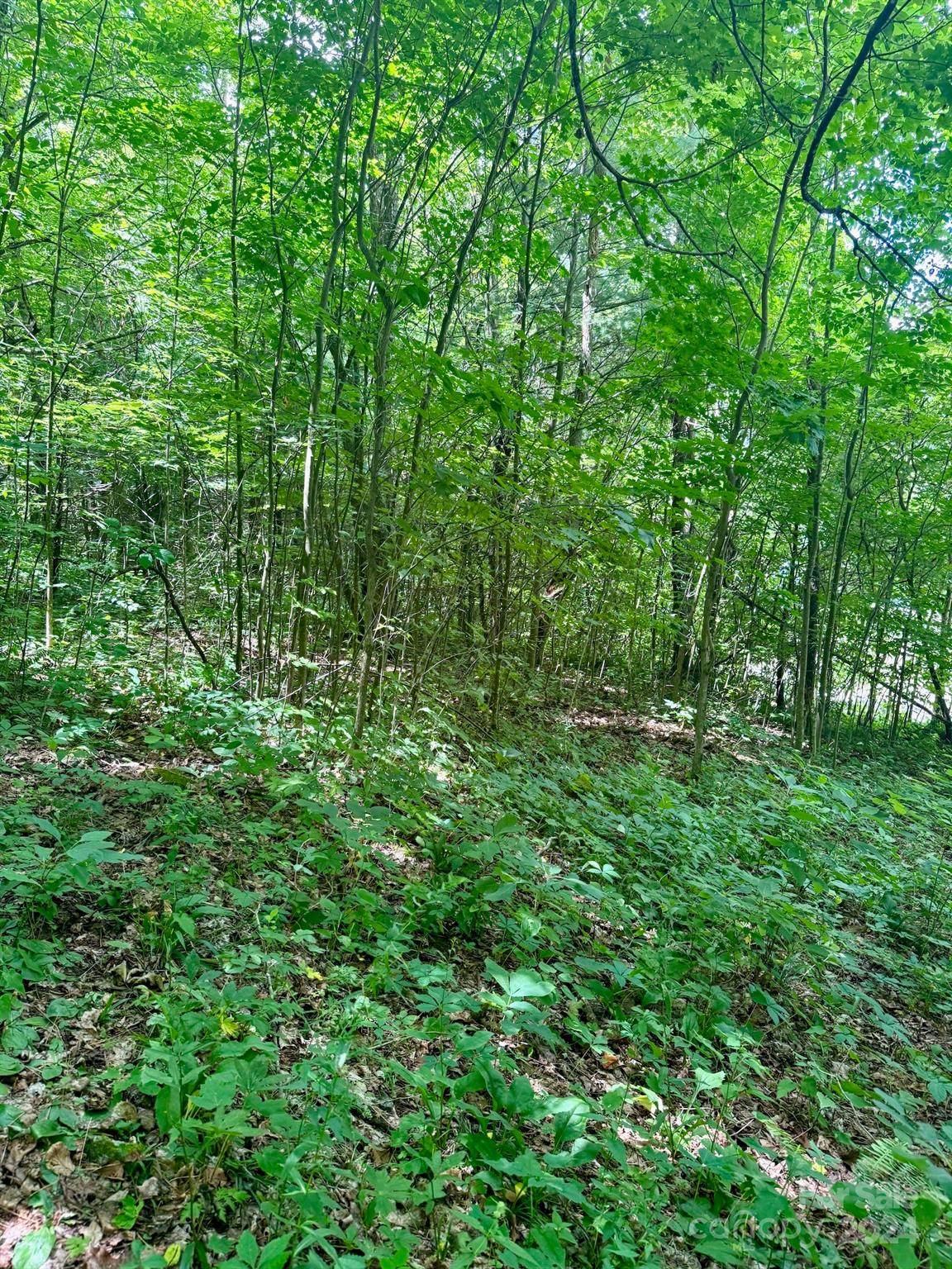 35 Flying Hawk Way Clyde NC 28721
