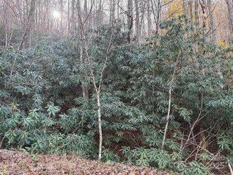 Trail 6 Little Bit Trail Whittier NC 28789