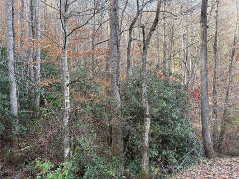 Trail 6 Little Bit Trail Whittier NC 28789