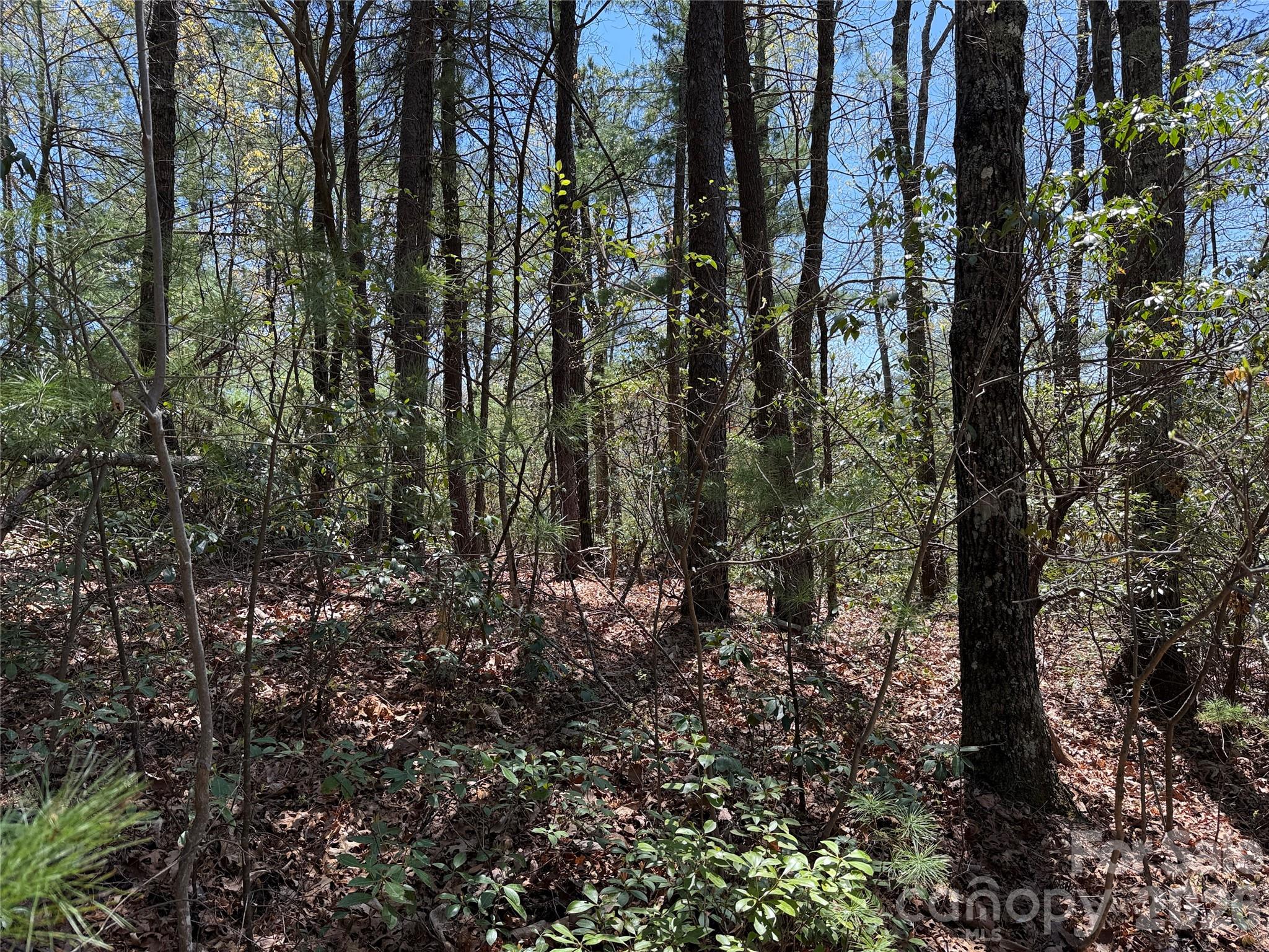 Tbd Casey Mountain Road Purlear NC 28665