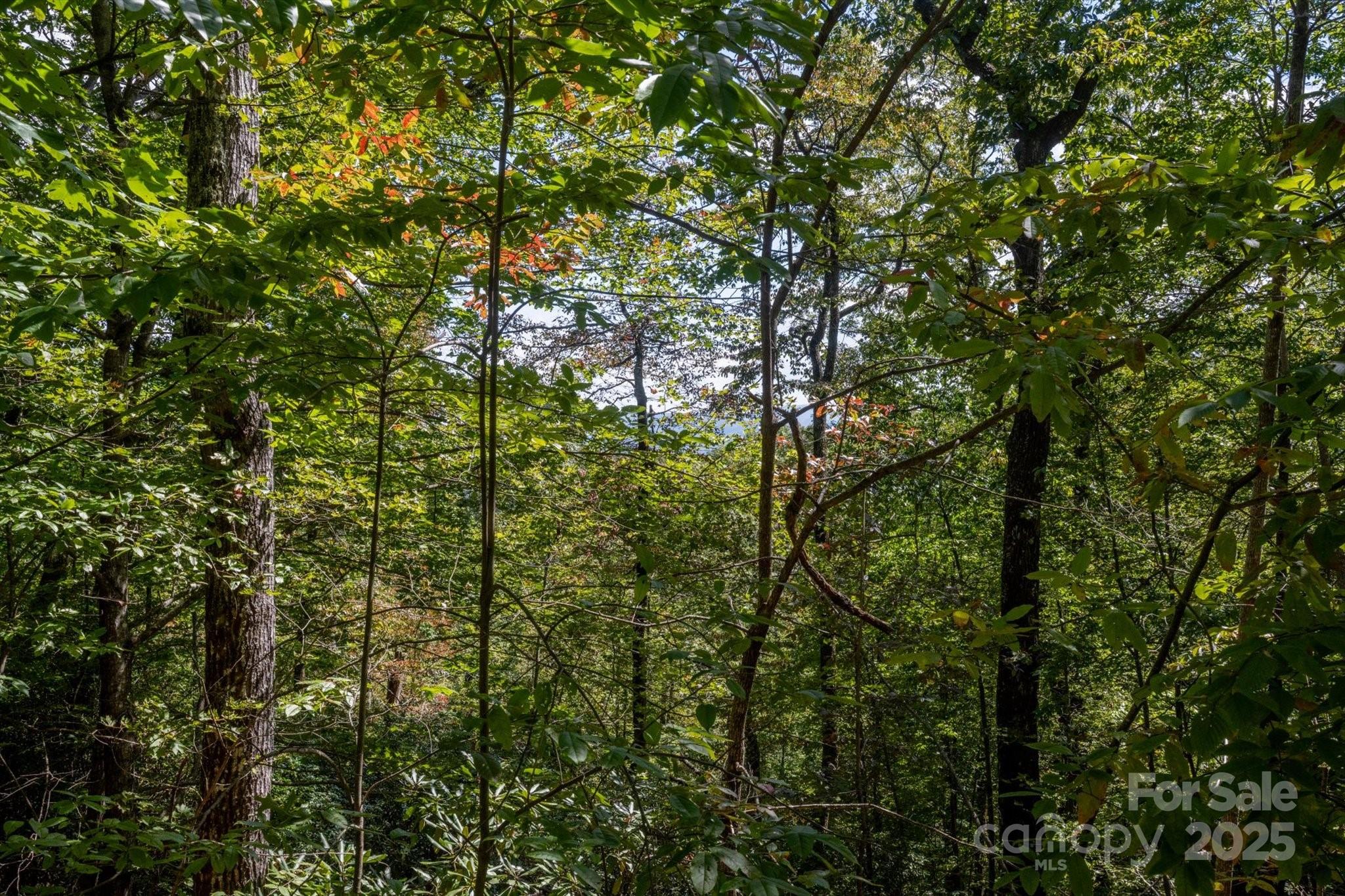 Tbd Pine Mountain Trail Brevard NC 28712