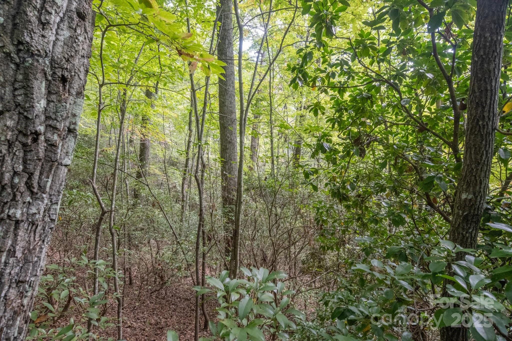 Tbd Pine Mountain Trail Brevard NC 28712
