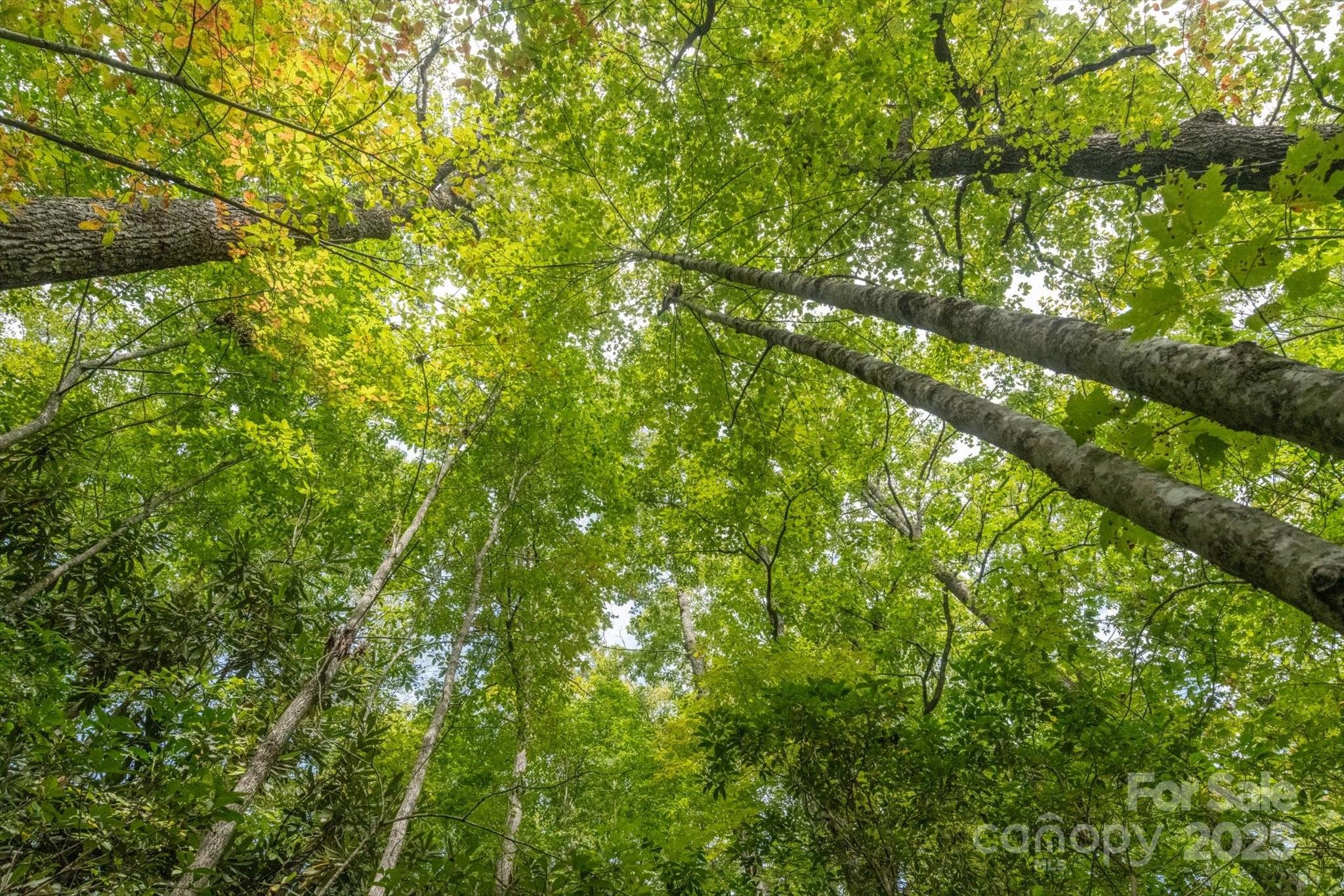 Tbd Pine Mountain Trail Brevard NC 28712