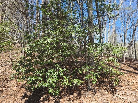 284 Oriole Drive Lake Lure NC 28746