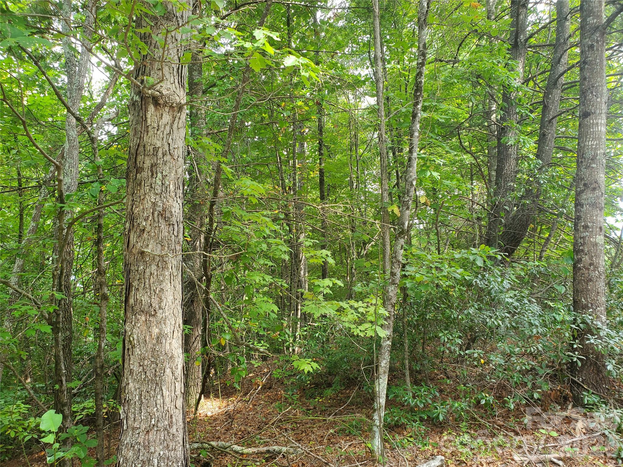 3024 Pearson Mountain Road Boomer NC 28606