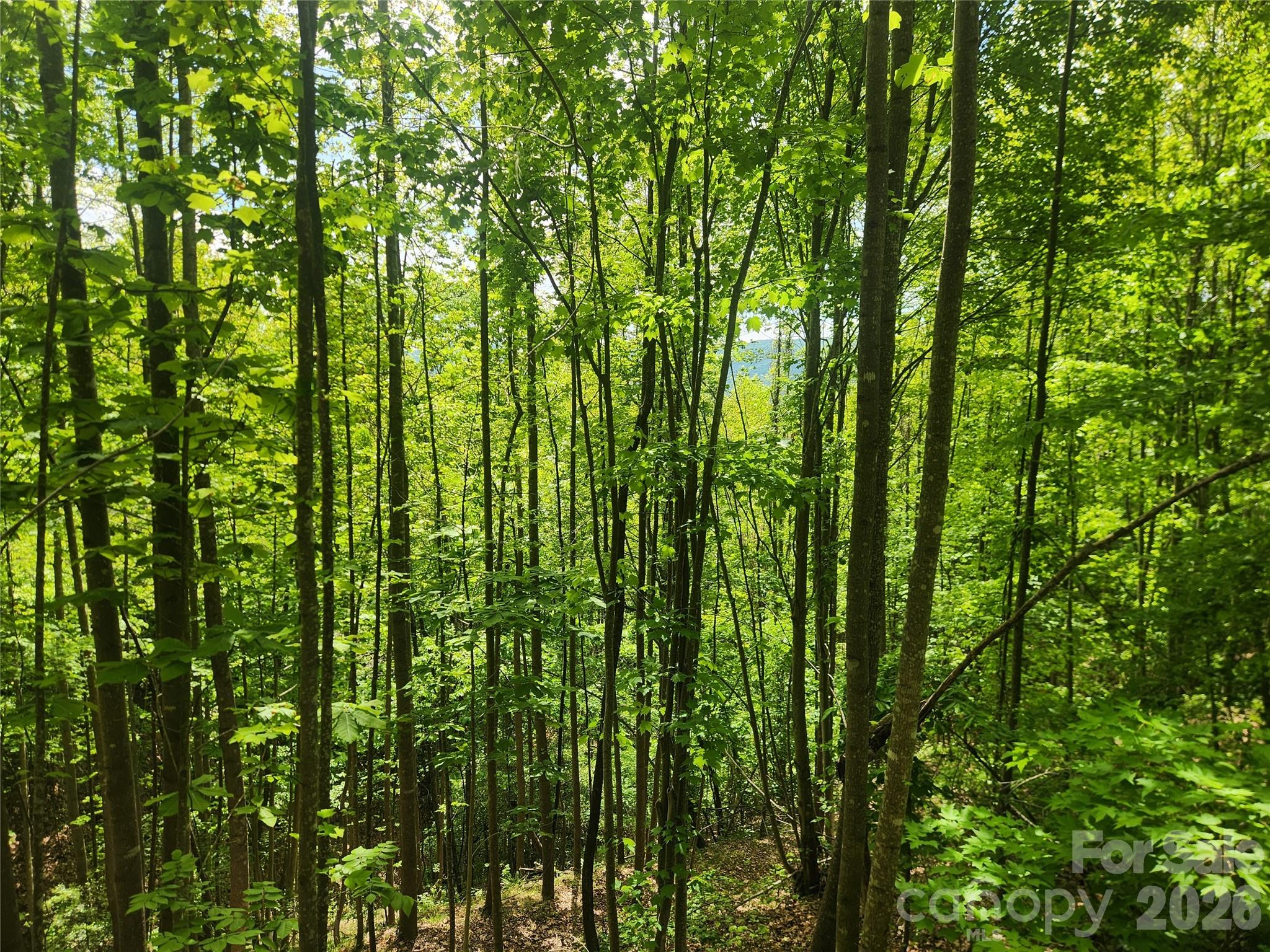 3024 Pearson Mountain Road Boomer NC 28606