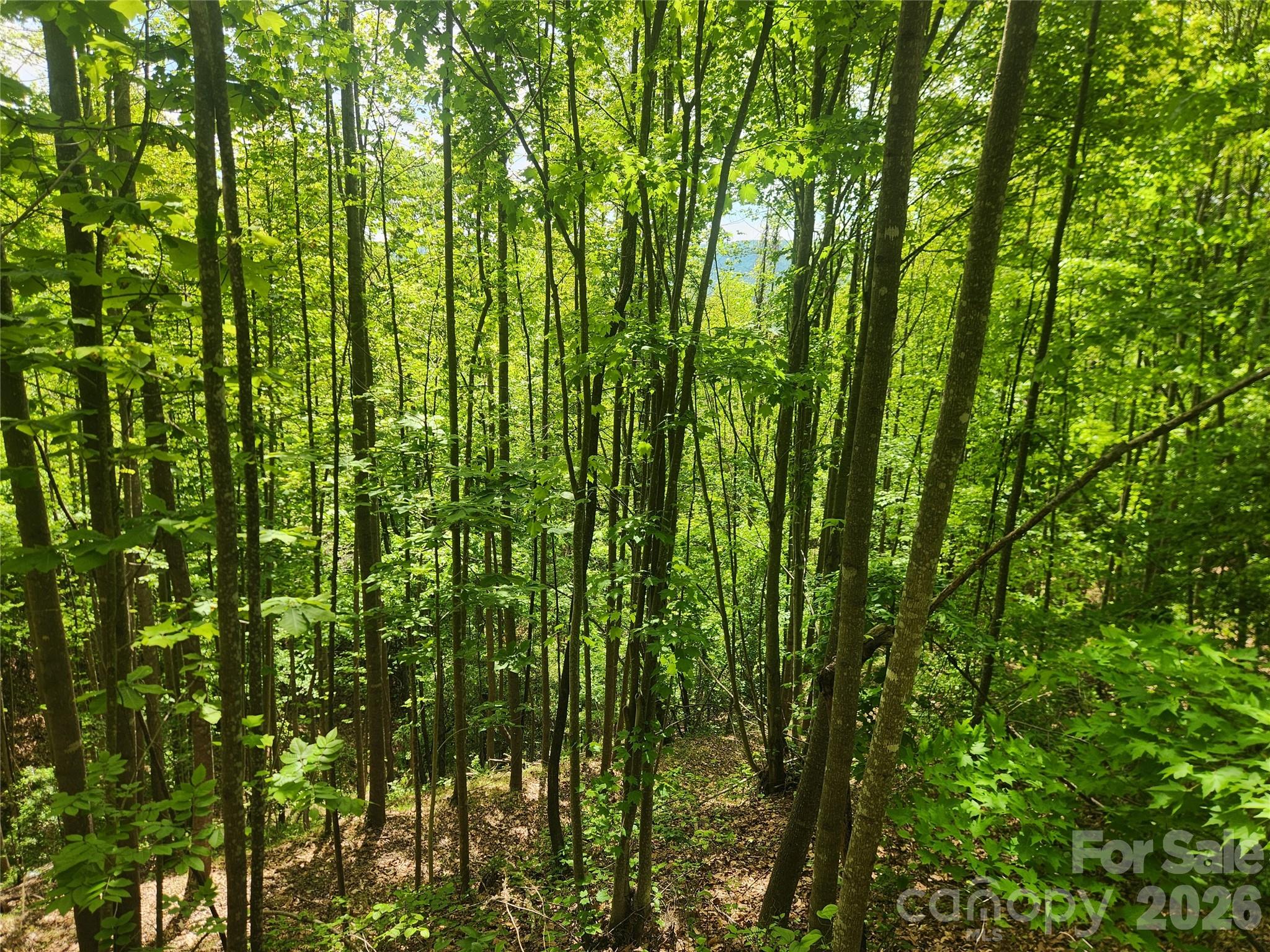 3024 Pearson Mountain Road Boomer NC 28606
