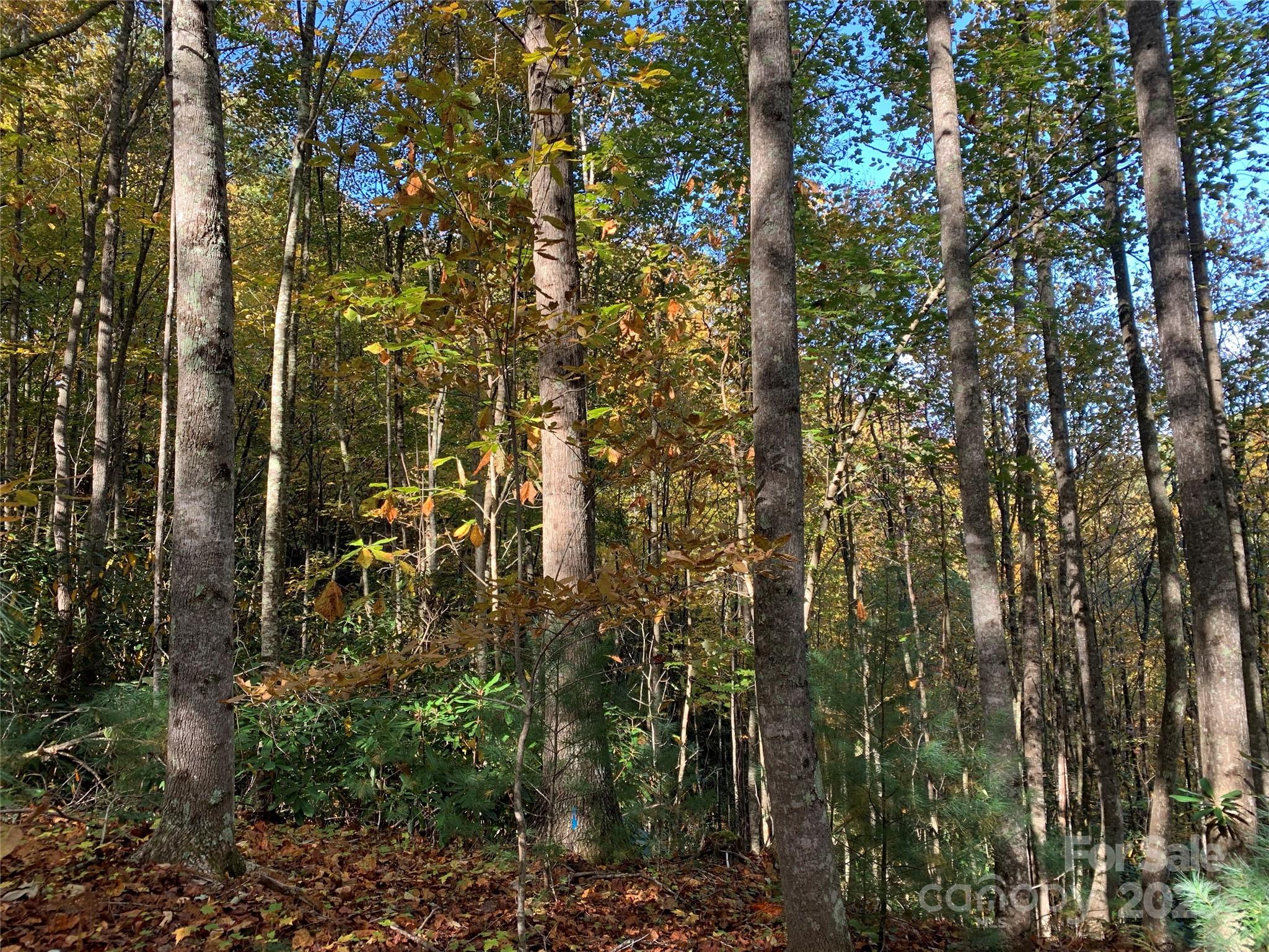 Lot# 556 Timber Rock Drive Lenoir NC 28645