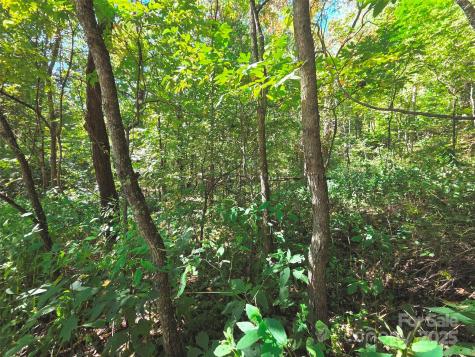 123 Live Oak Loop Waynesville NC 28785