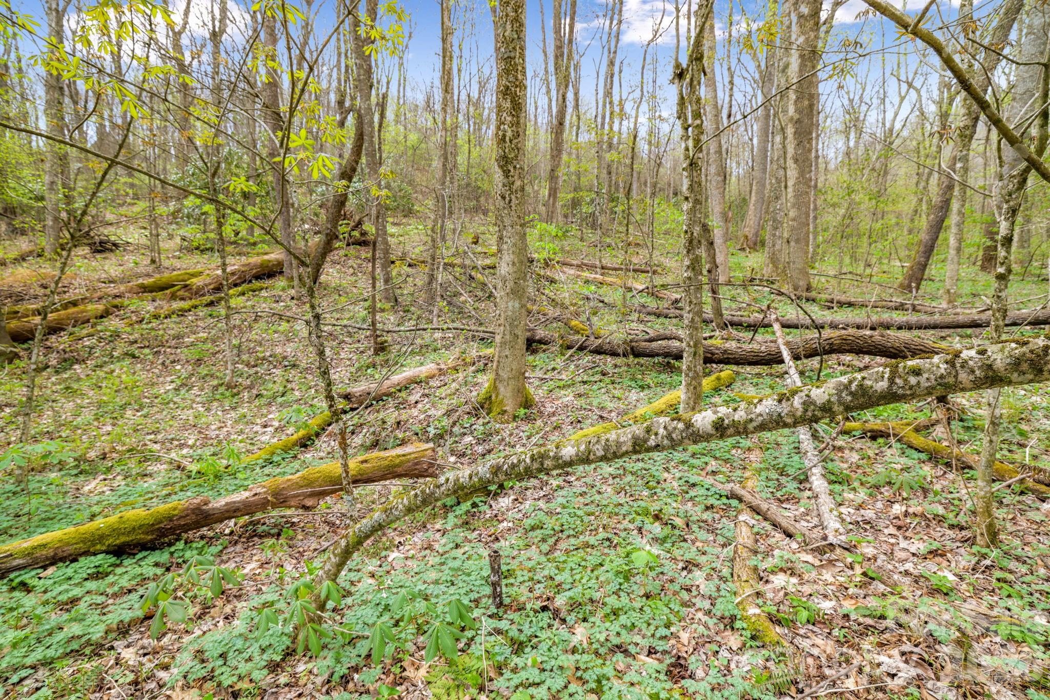 00 Bear Hollow Road Waynesville NC 28785