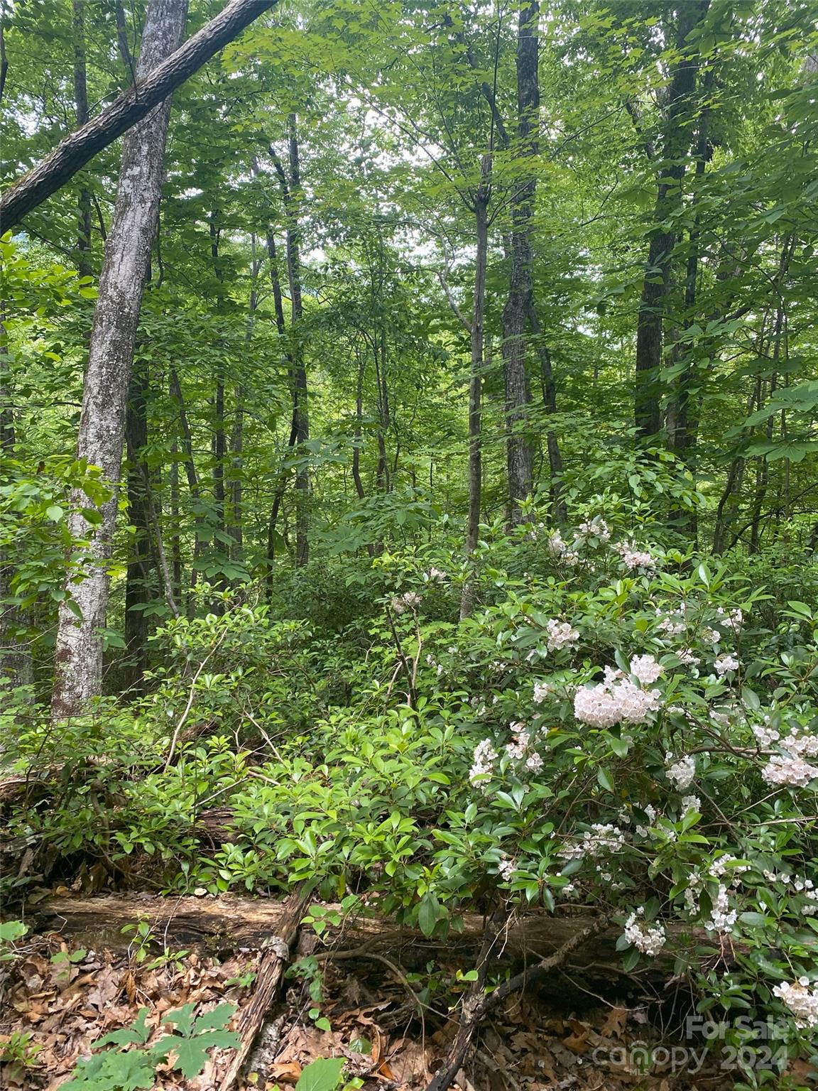 0 Cedar Creek Road Lake Lure NC 28746
