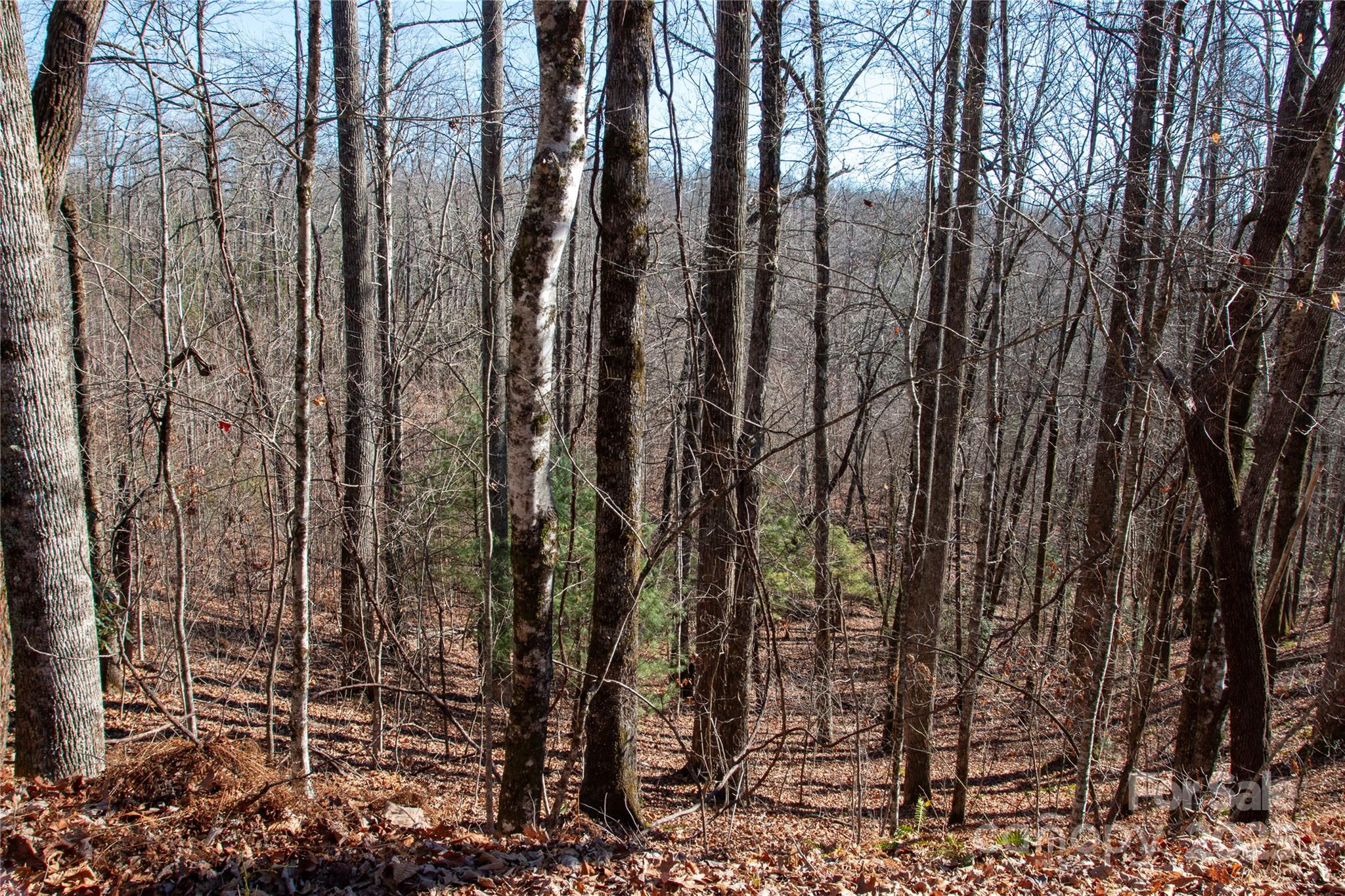 Lot 26 Big Branch Road Brevard NC 28712