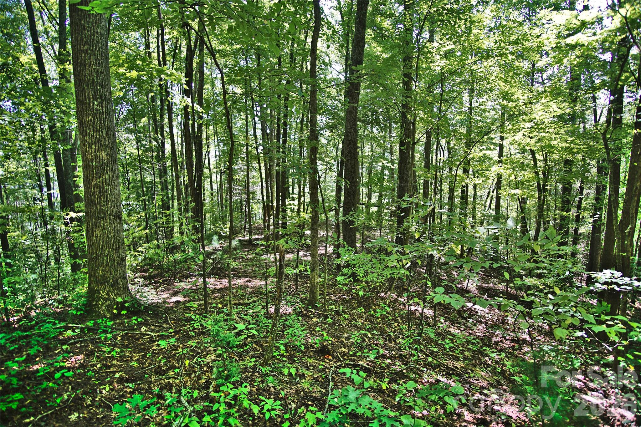 2166 Cove Creek Road Waynesville NC 28785