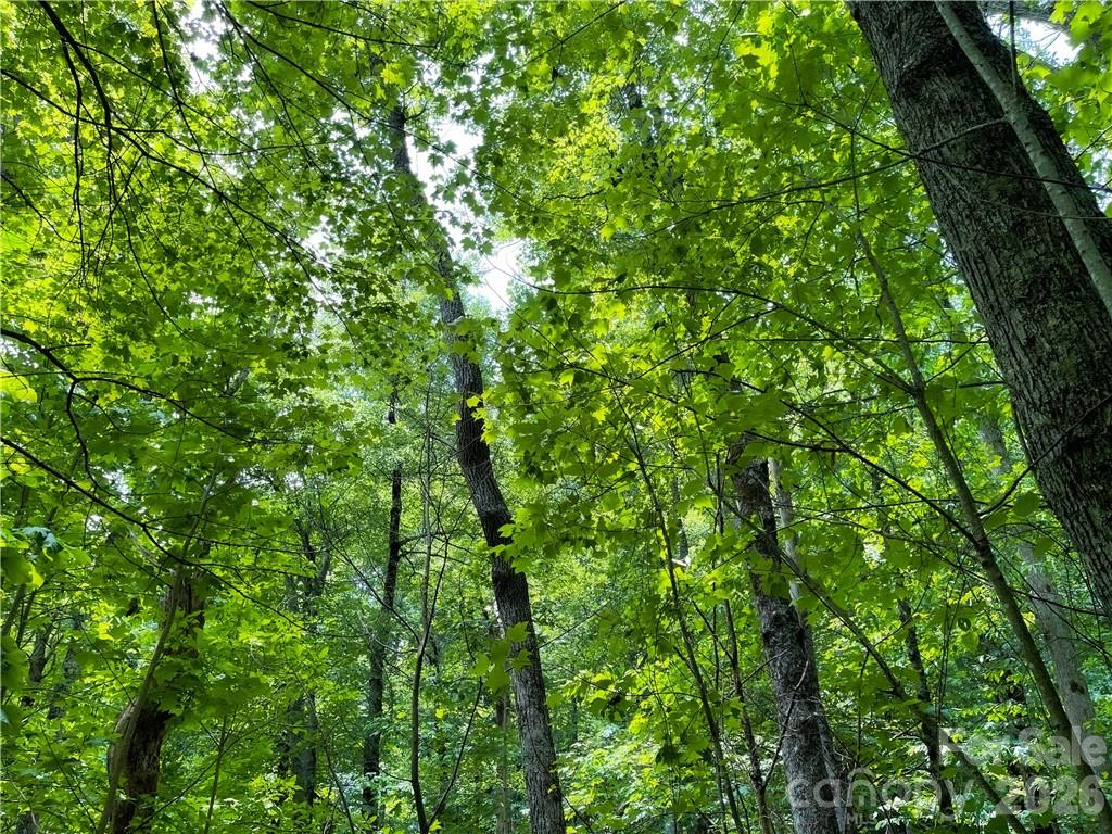 L-36 Saint Moritz Lane Spruce Pine NC 28749
