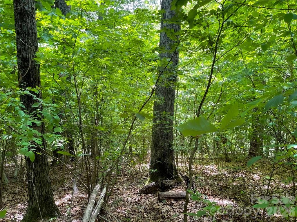 L-36 Saint Moritz Lane Spruce Pine NC 28749