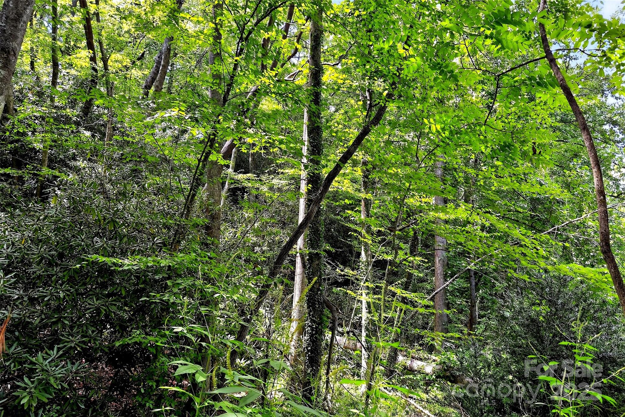 99999 Yates Avenue Black Mountain NC 28711