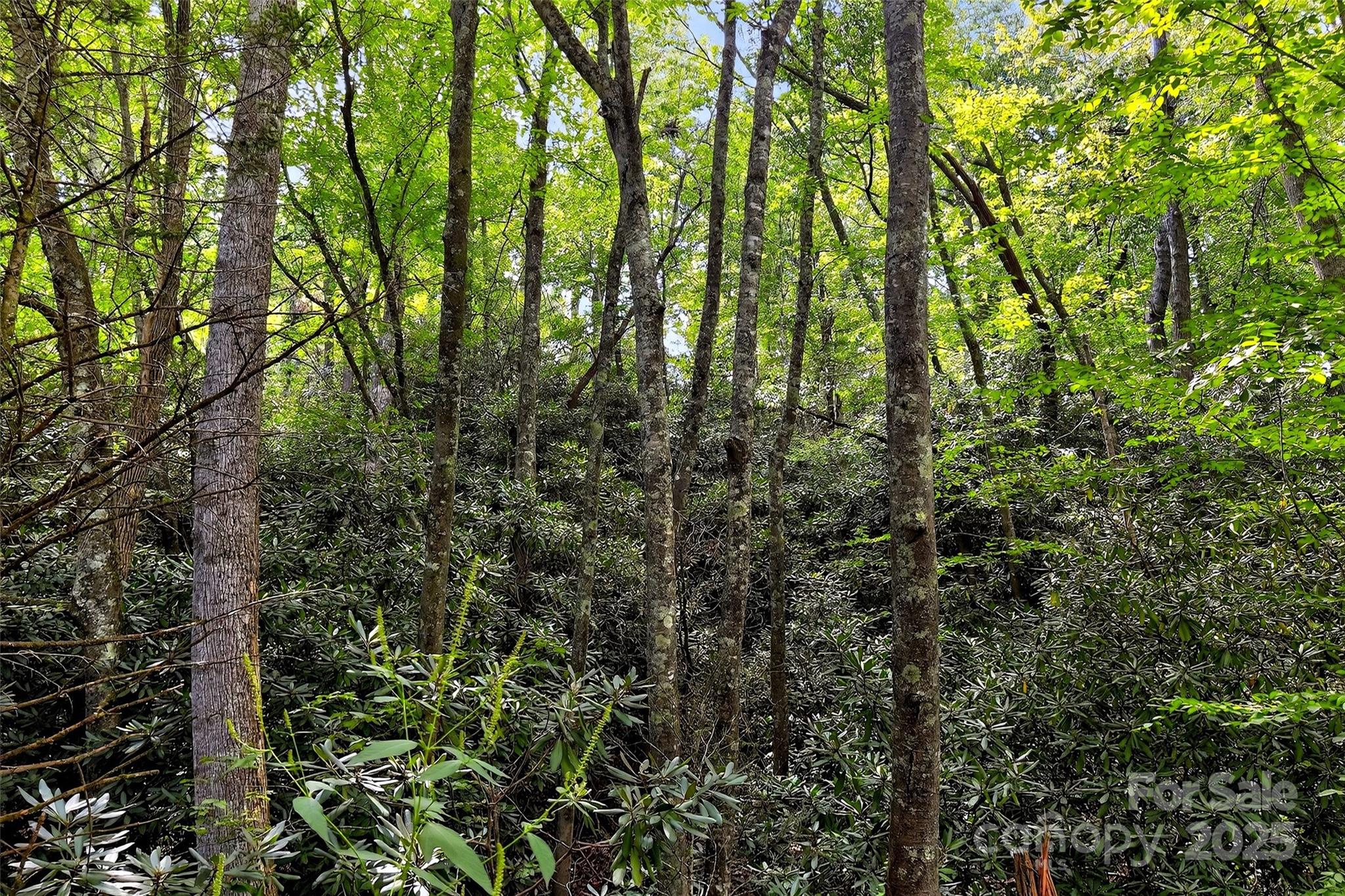 99999 Yates Avenue Black Mountain NC 28711