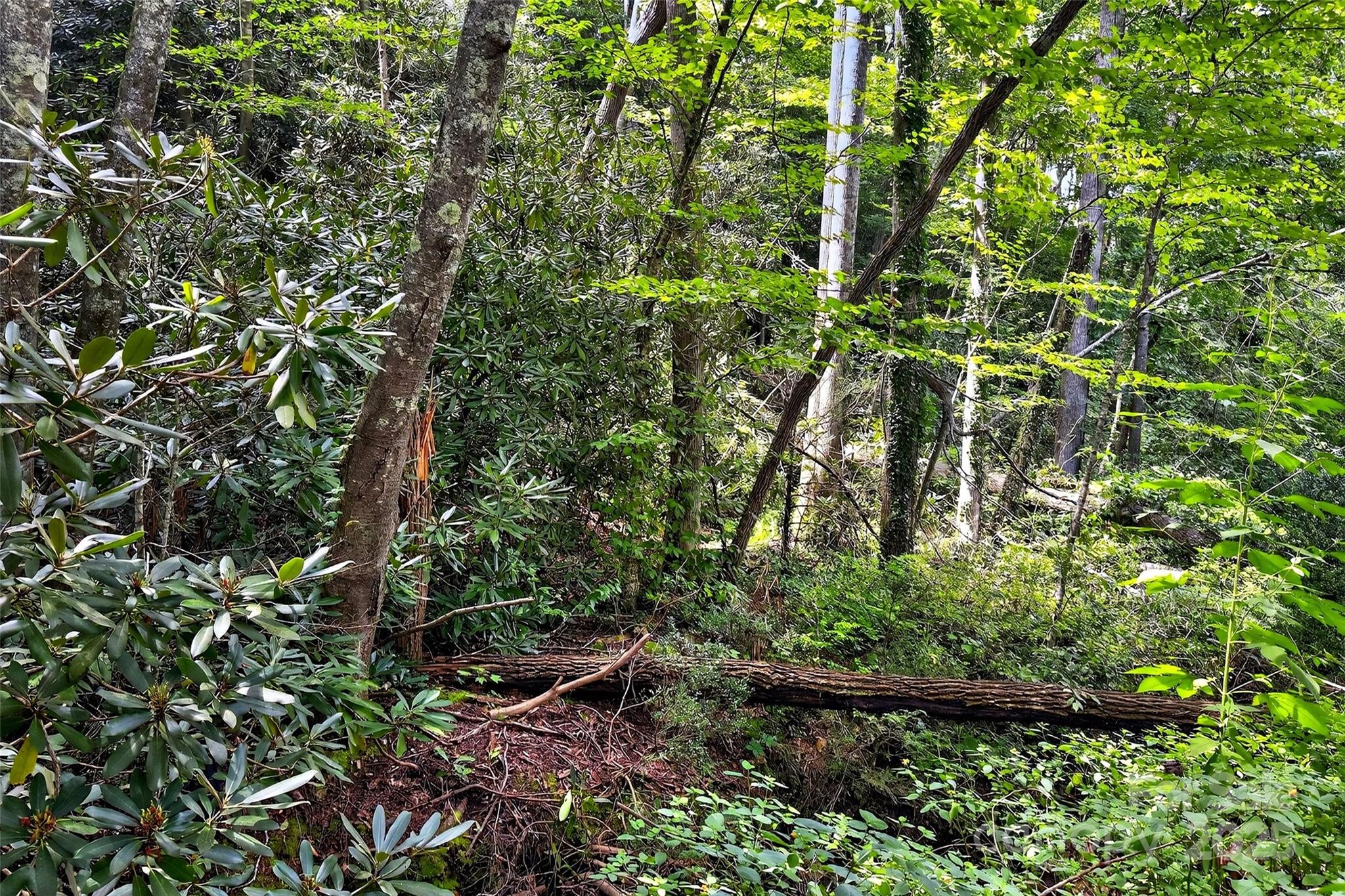 99999 Yates Avenue Black Mountain NC 28711