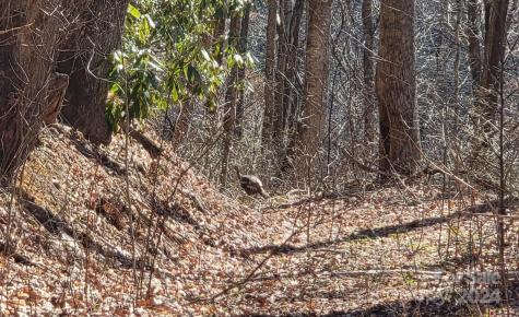 00 Buff Creek Road Sylva NC 28779