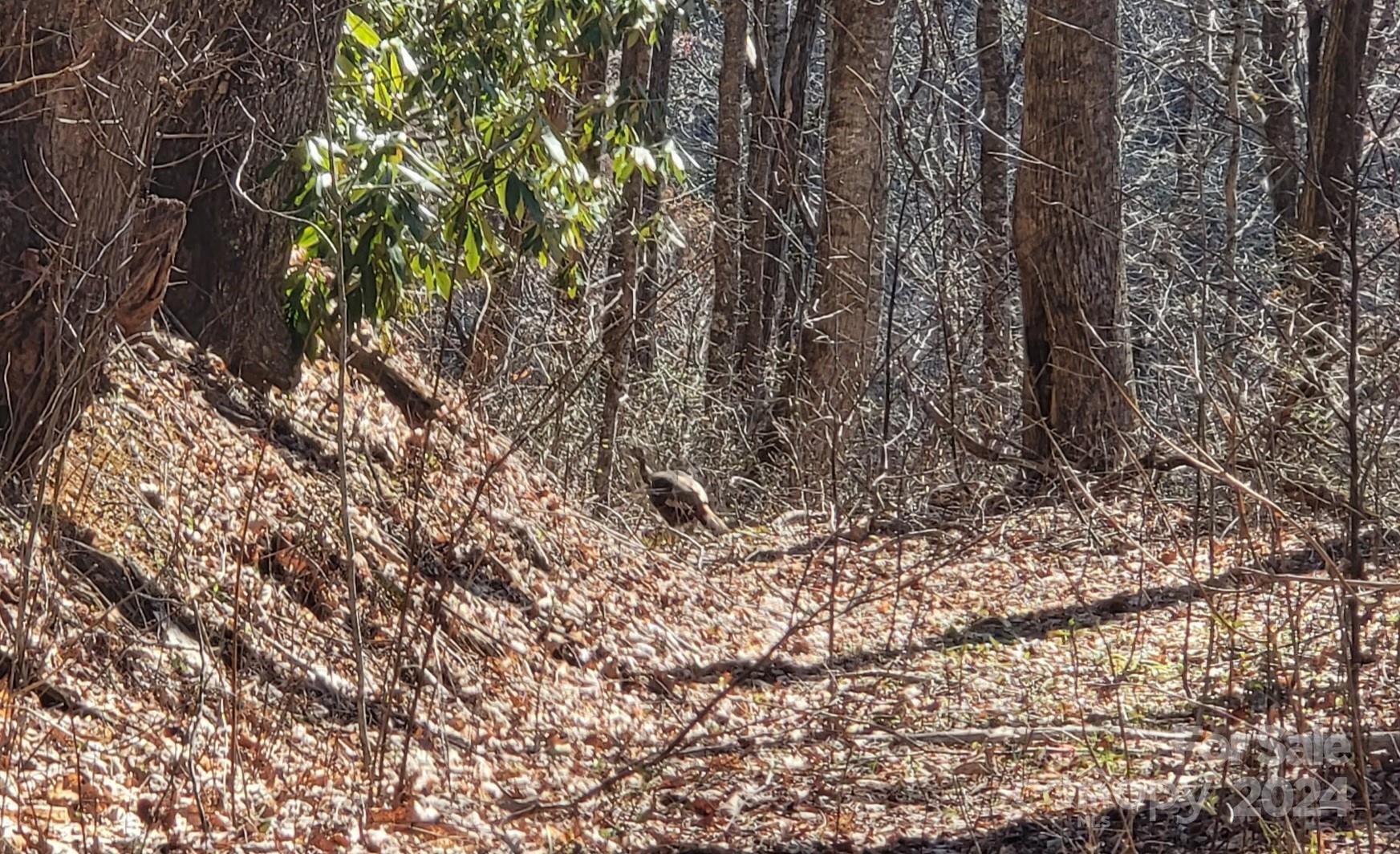 00 Buff Creek Road Sylva NC 28779
