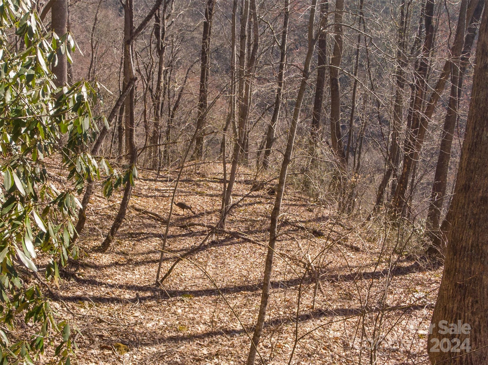 00 Buff Creek Road Sylva NC 28779