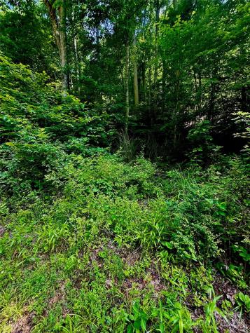 700 Wooded Mountain Trail Mars Hill NC 28754