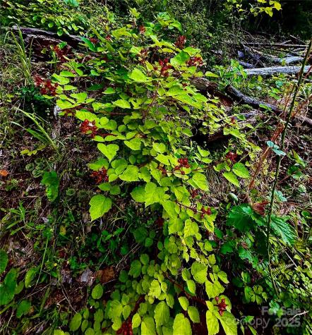 700 Wooded Mountain Trail Mars Hill NC 28754