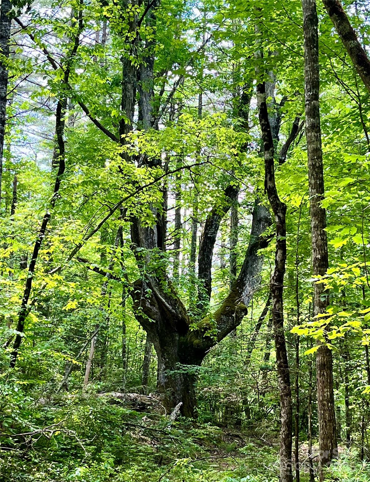 999 Old Spring Road Brevard NC 28712