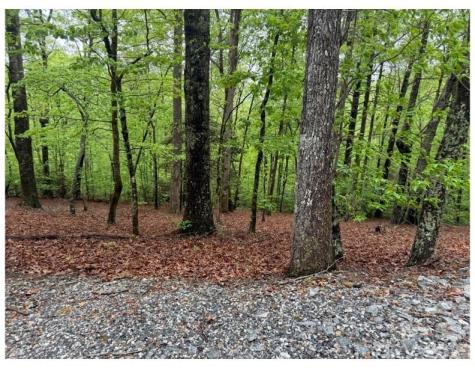 39 Black Bear Ridge Trail Zirconia NC 28790