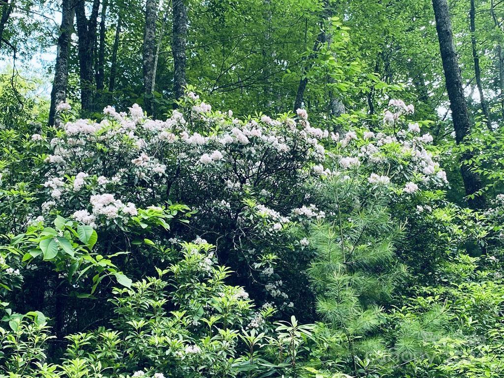 34 Grouse Haven Lane Sylva NC 28779