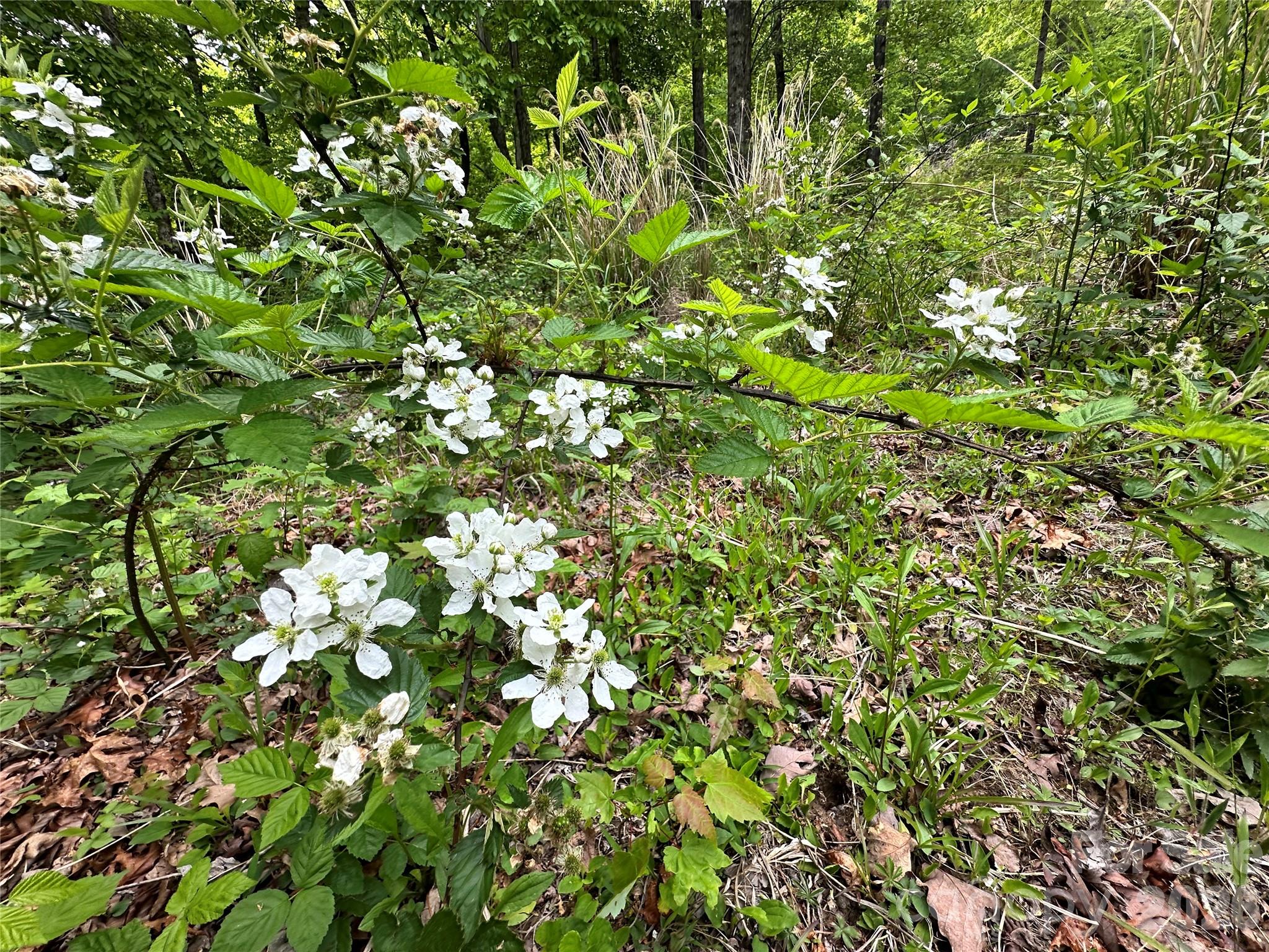 99999 Bird Creek Estates Road Black Mountain NC 28711
