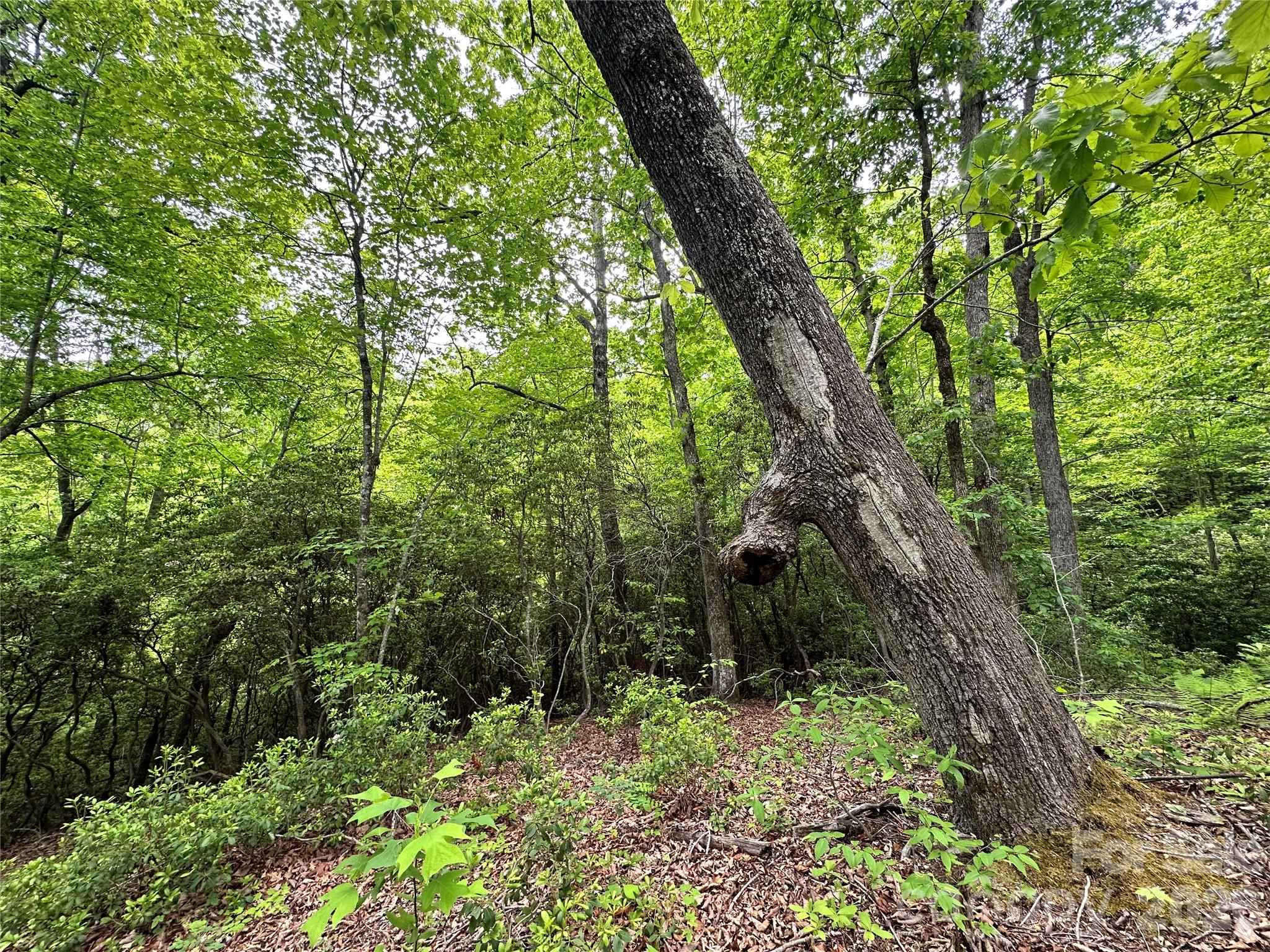 99999 Bird Creek Estates Road Black Mountain NC 28711
