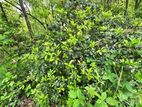 99999 Bird Creek Estates Road Black Mountain NC 28711