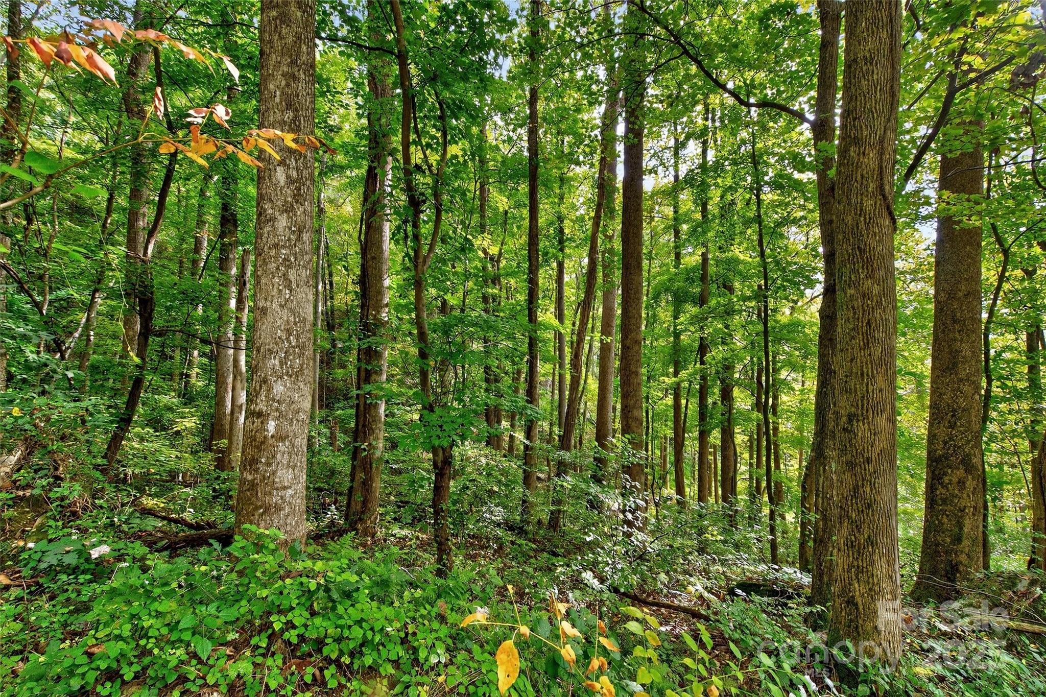 99999 Rocky Branch Trail Marion NC 28752