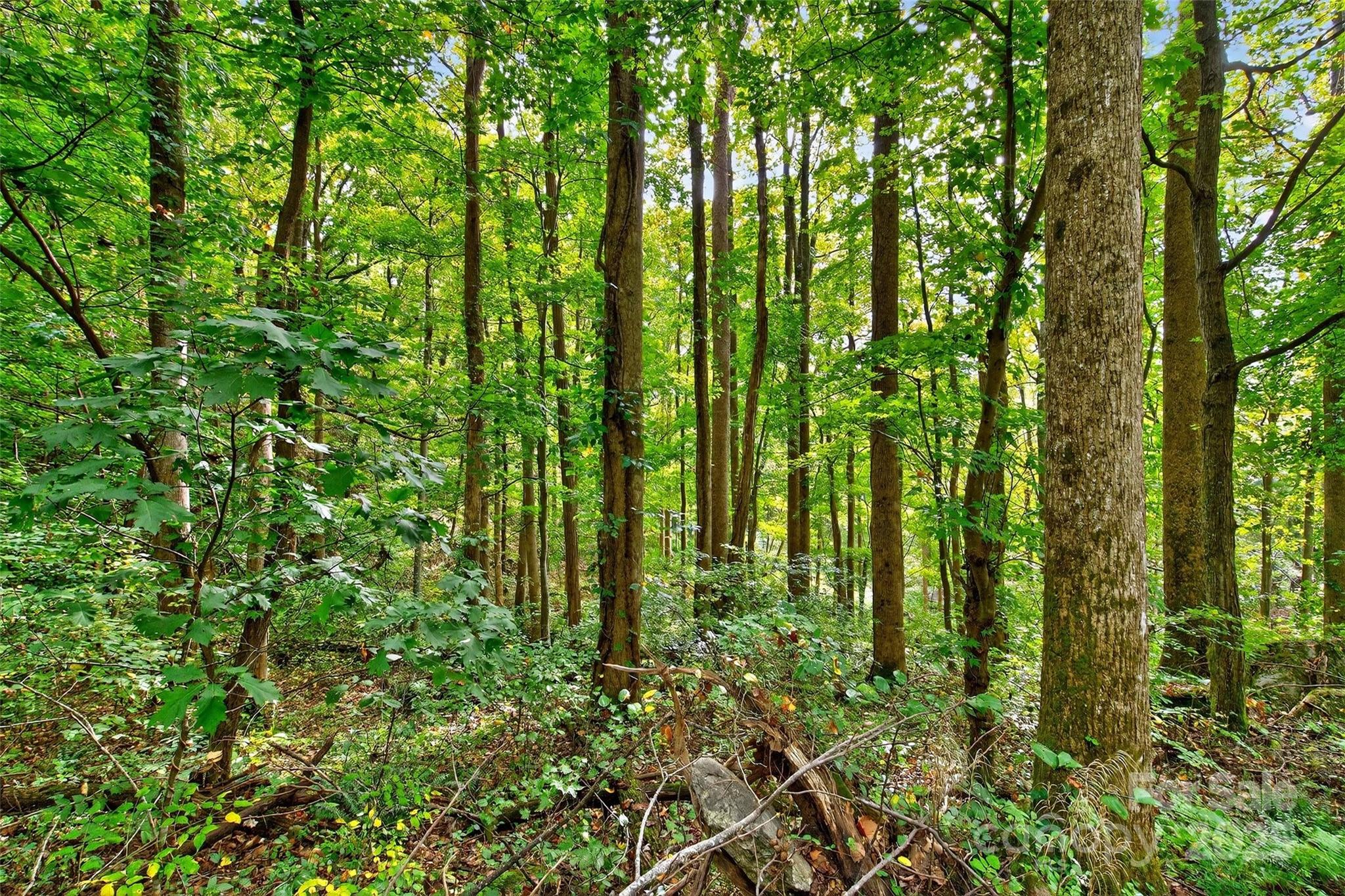 99999 Rocky Branch Trail Marion NC 28752