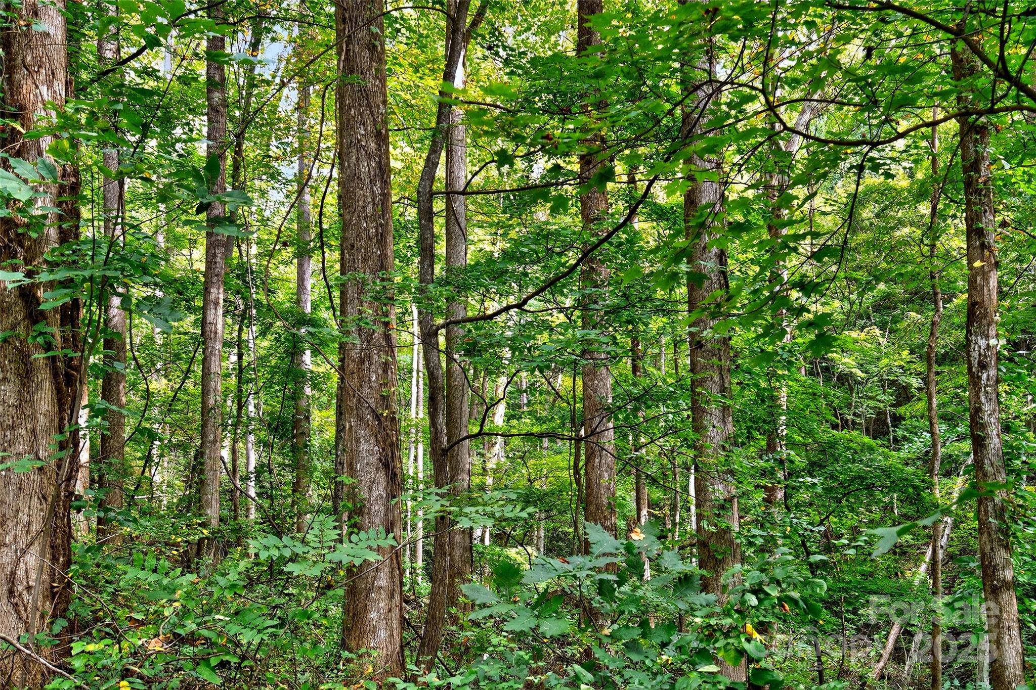 99999 Rocky Branch Trail Marion NC 28752