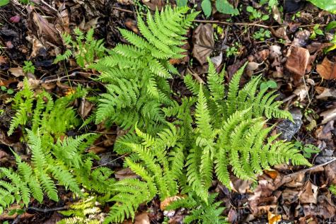 99999 Rocky Branch Trail Marion NC 28752