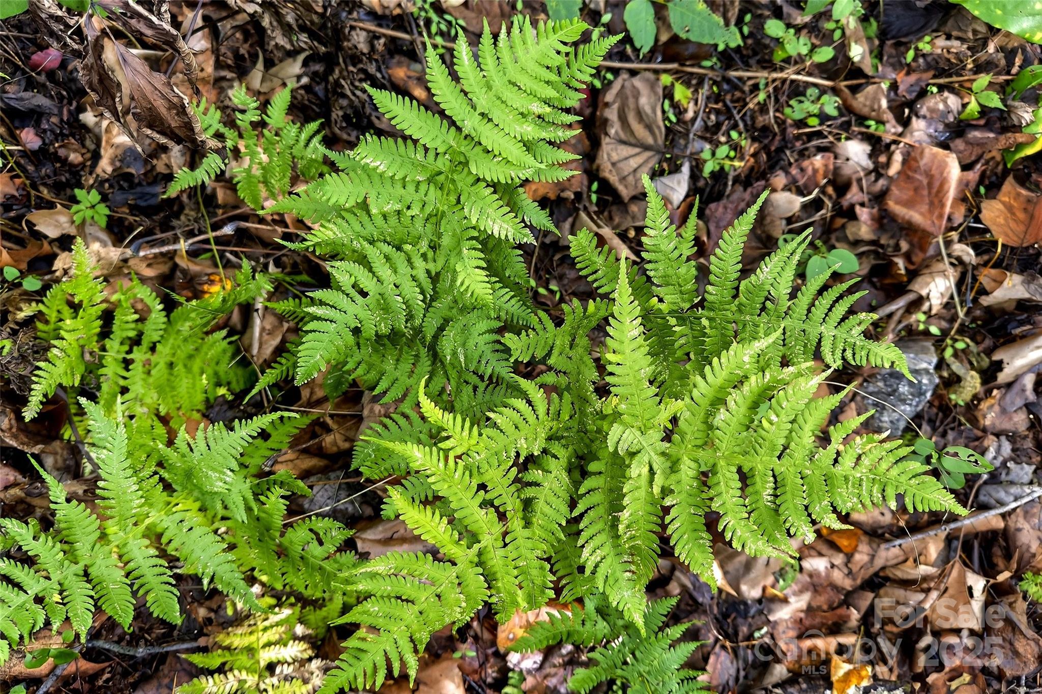 99999 Rocky Branch Trail Marion NC 28752