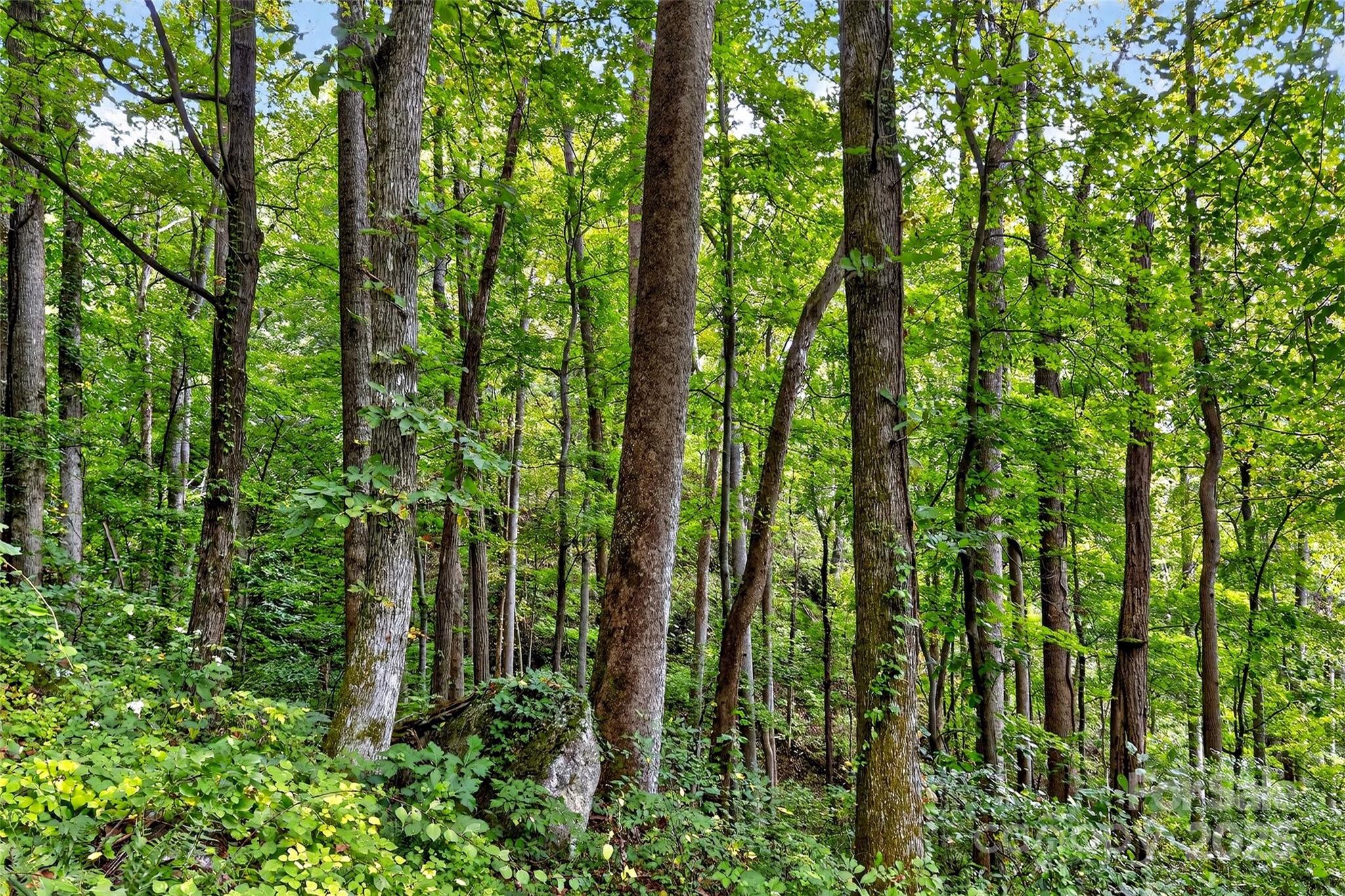 99999 Rocky Branch Trail Marion NC 28752