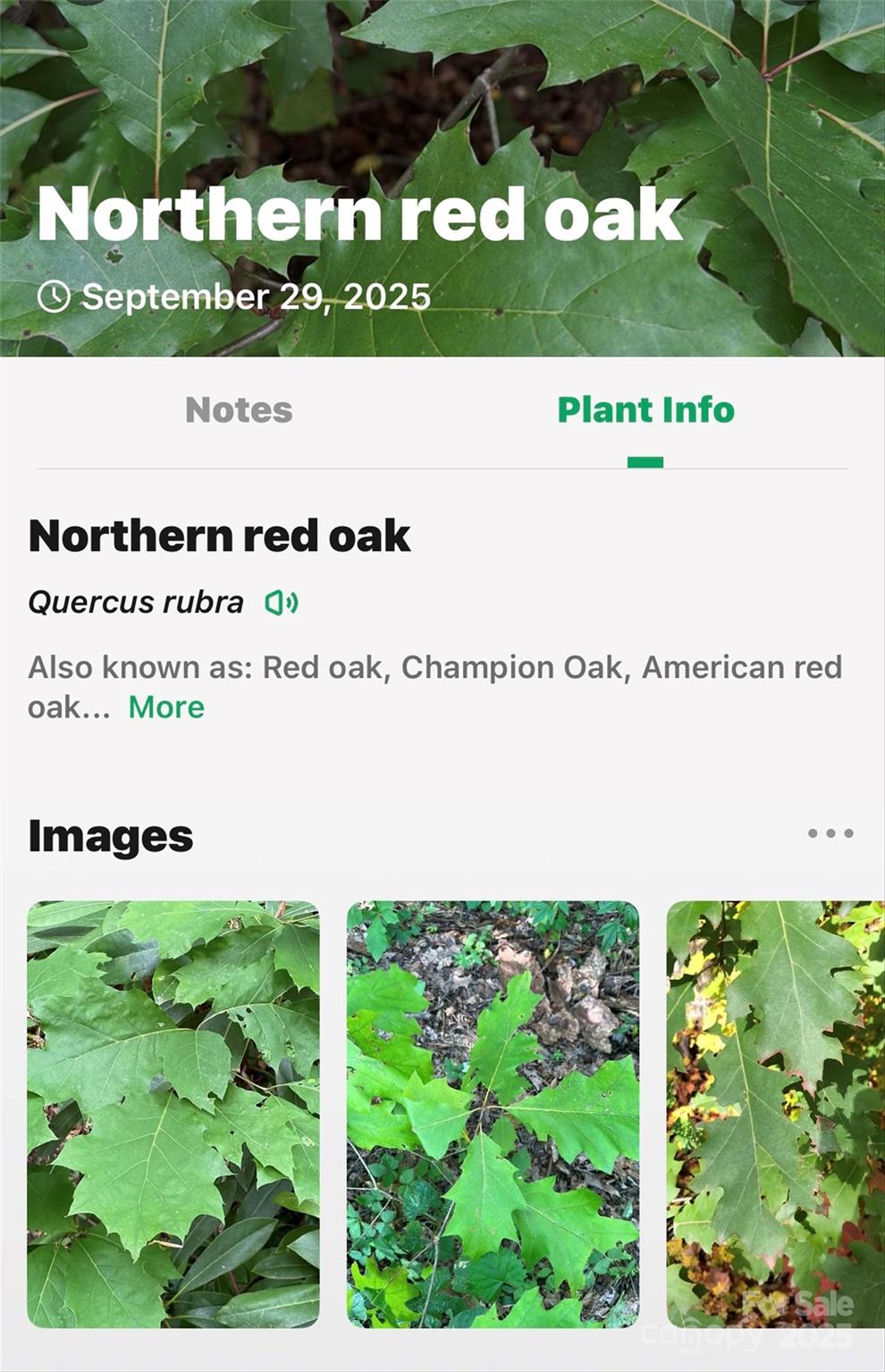 99999 Rocky Branch Trail Marion NC 28752