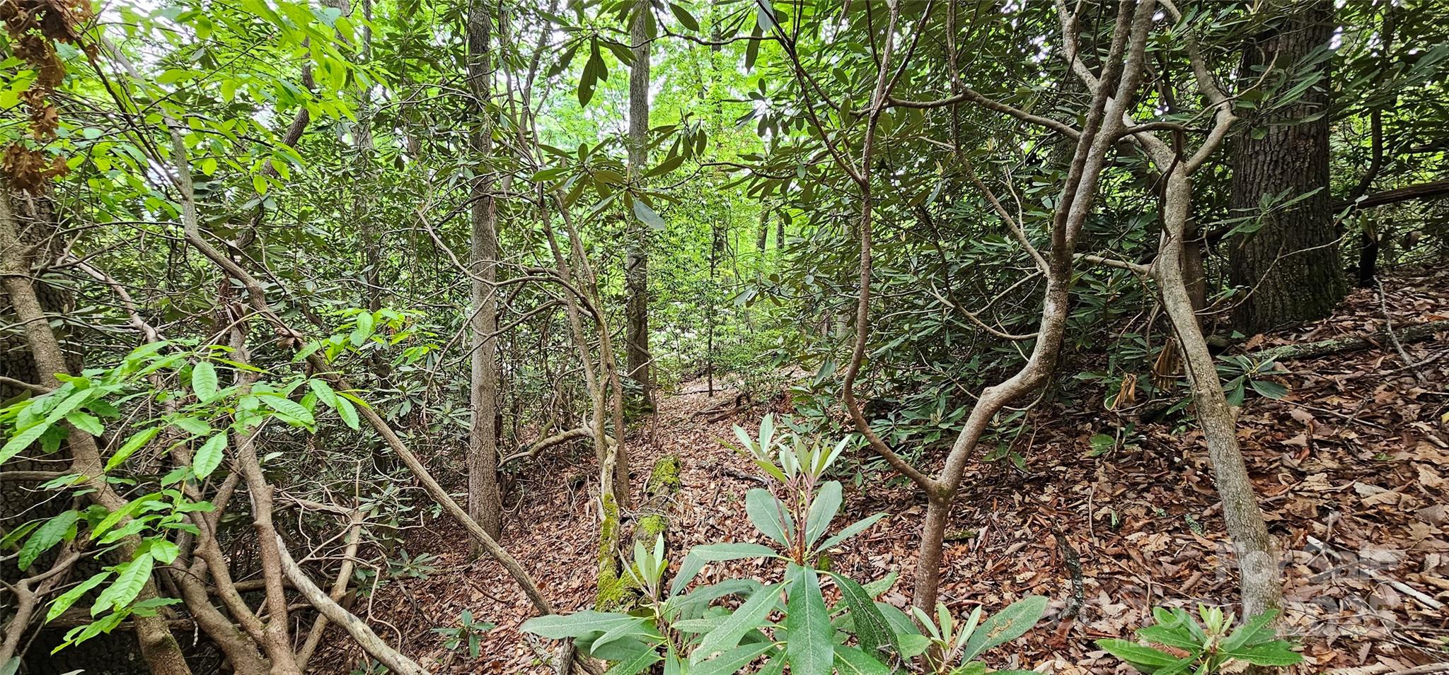 Tbd Ridge Cove Drive Marion NC 28752